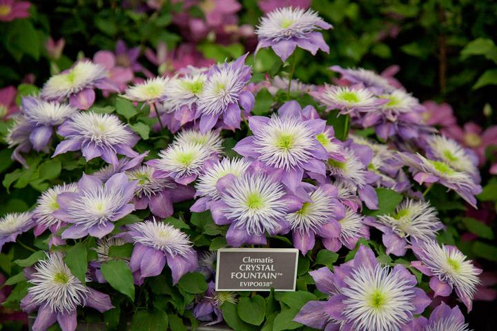 Photo of Clematis Crystal Fountain™ uploaded by Mike