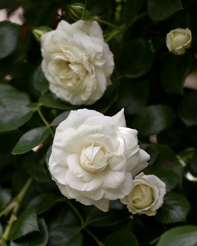 Photo of Rose (Rosa 'White Dawn') uploaded by Mike
