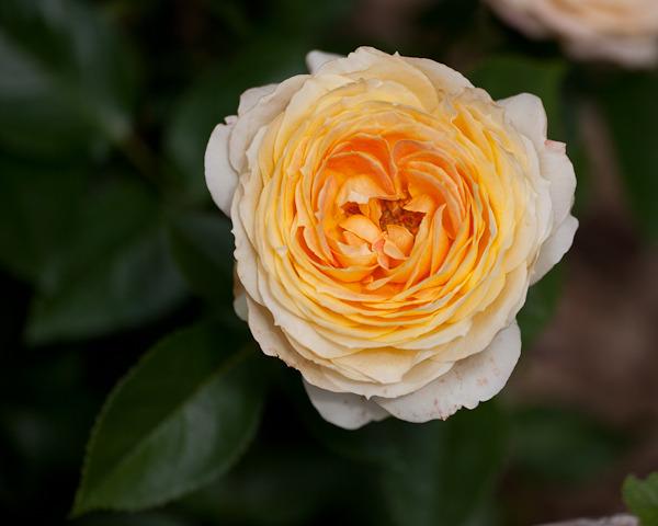 Photo of Rose (Rosa 'Antique Caramel') uploaded by Mike