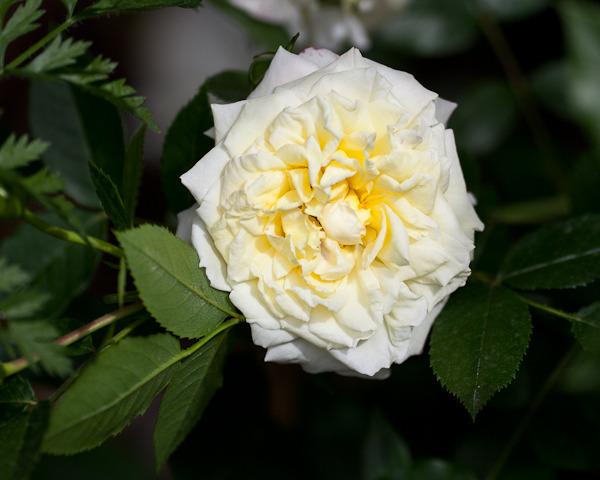 Photo of Rose (Rosa 'Keith's Delight') uploaded by Mike