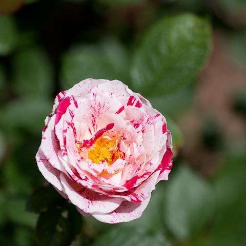 Photo of Rose (Rosa 'Scentimental') uploaded by Mike