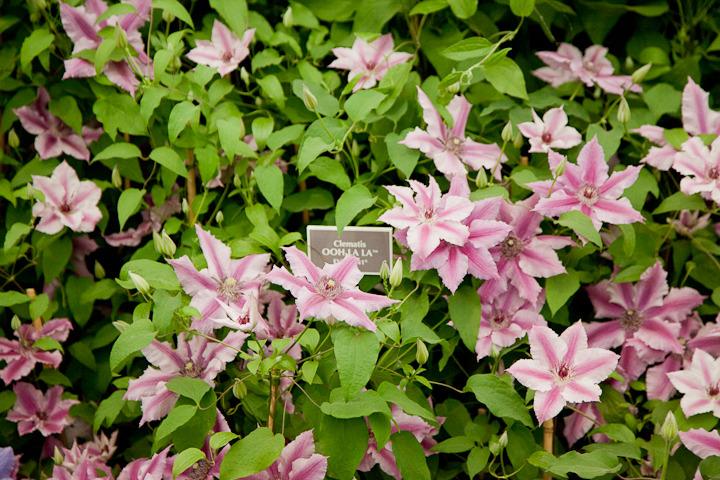Photo of Clematis Ooh La La™ uploaded by Mike
