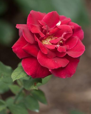Photo of Rose (Rosa 'Chrysler Imperial') uploaded by Mike