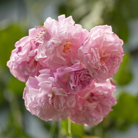 Photo of Rose (Rosa 'Lavender Lassie') uploaded by Mike