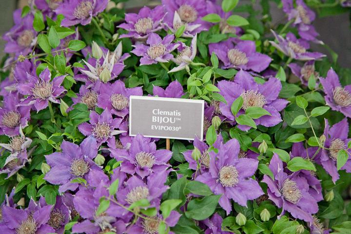 Photo of Clematis Bijou™ uploaded by Mike