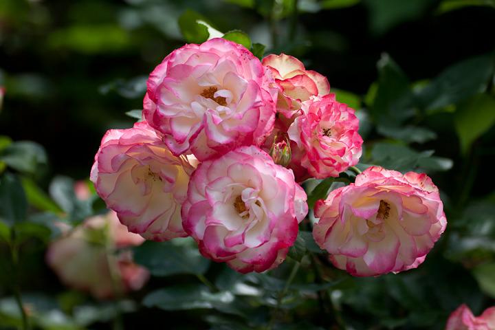 Photo of Rose (Rosa 'Cherry Parfait') uploaded by Mike