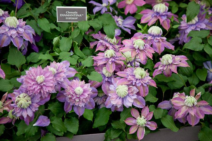 Photo of Clematis Diamantina™ uploaded by Mike
