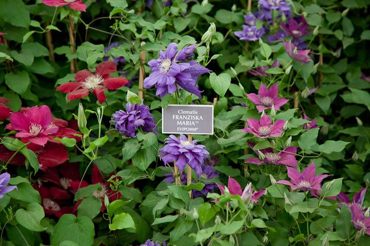 Photo of Clematis Franziska Maria™ uploaded by Mike