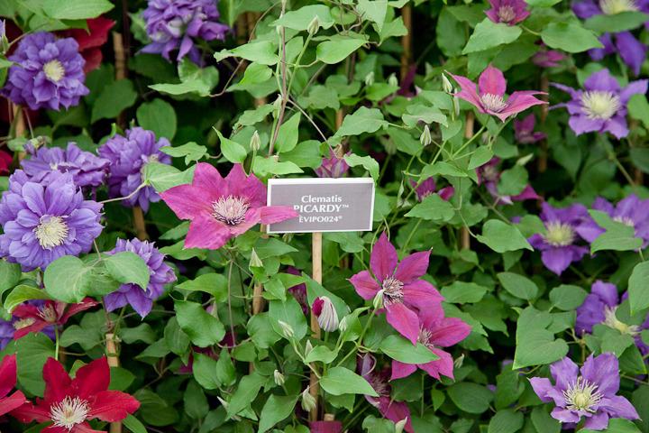 Photo of Clematis Picardy™ uploaded by Mike