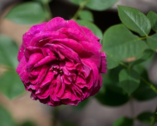 Photo of Rose (Rosa 'William Shakespeare 2000') uploaded by Mike
