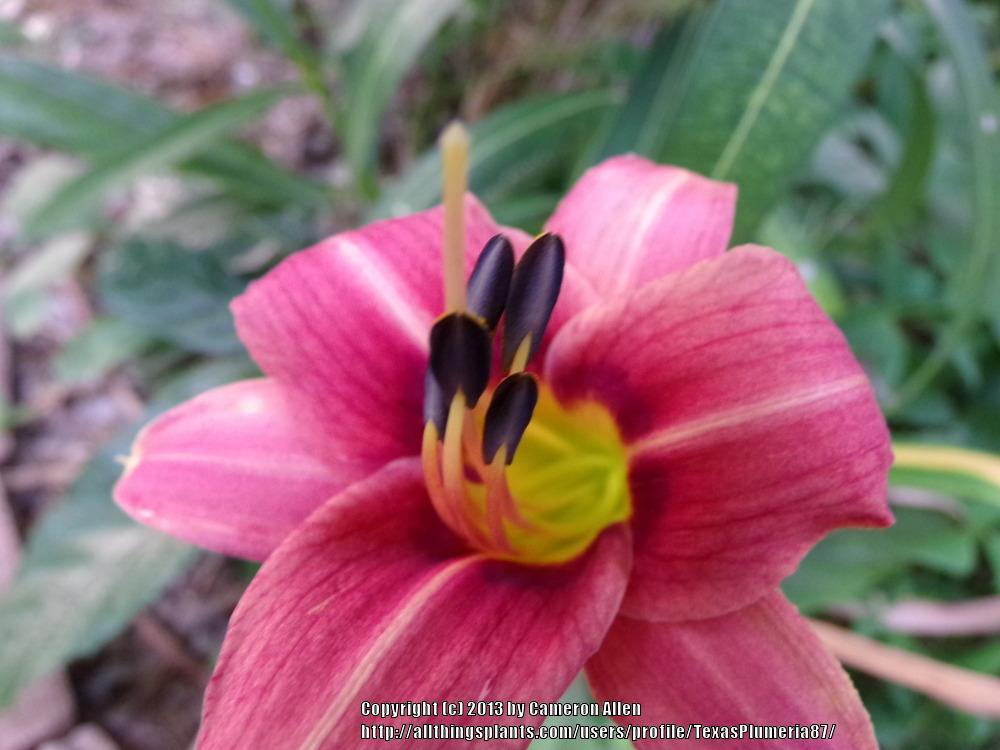 Photo of Daylily (Hemerocallis 'Little Wart') uploaded by TexasPlumeria87