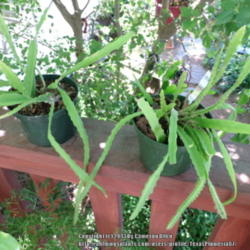 Location: Plano, TX
Date: 2013-06-10
Two Noid \"Heirloom\" plants