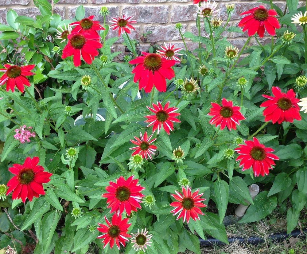 Photo of Coneflower (Echinacea Sombrero® Salsa Red) uploaded by clintbrown