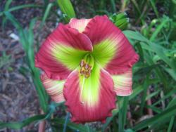 Thumb of 2013-06-16/gardenglory/7437d1