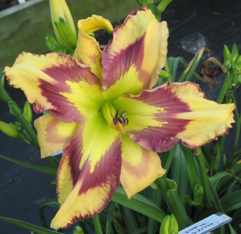 Photo of Daylily (Hemerocallis 'Quiet Riot') uploaded by tink3472