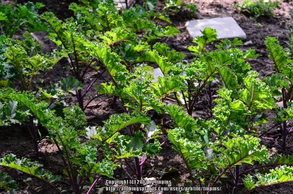 Photo of Kale (Brassica oleracea var. viridis 'Redbor') uploaded by tinpins