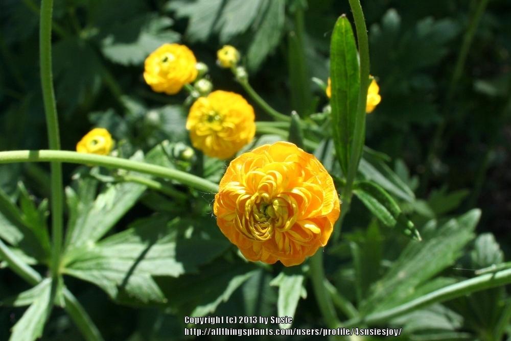 Photo of Tall Buttercup (Ranunculus acris 'Flore Pleno') uploaded by 4susiesjoy
