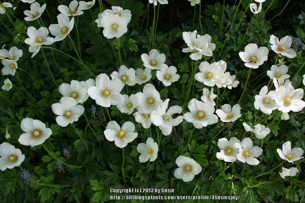 Photo of Snowdrop Anemone (Anemone sylvestris) uploaded by 4susiesjoy
