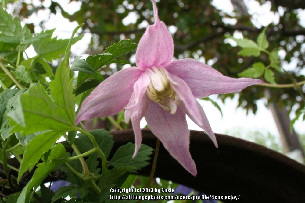 Photo of Clematis (Clematis macropetala 'Markham's Pink') uploaded by 4susiesjoy