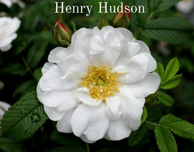 Photo of Rose (Rosa 'Henry Hudson') uploaded by Cottage_Rose