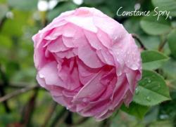 Thumb of 2013-06-17/Cottage_Rose/83d69a