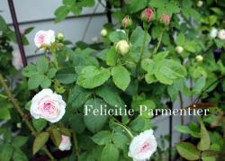 Thumb of 2013-06-17/Cottage_Rose/feabec