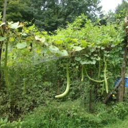 Location: MoonDance Farm, NC
Date: 2009-08-13
Cucuzzi vines and dangling fruit: too big at this stage for eatin