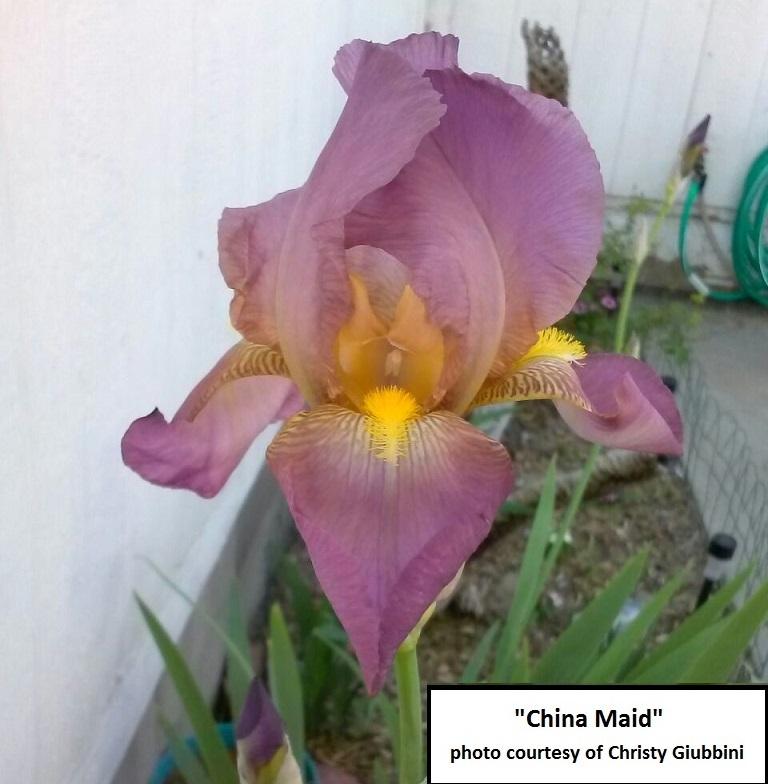 Photo of Tall Bearded Iris (Iris 'China Maid') uploaded by Irisdaddy