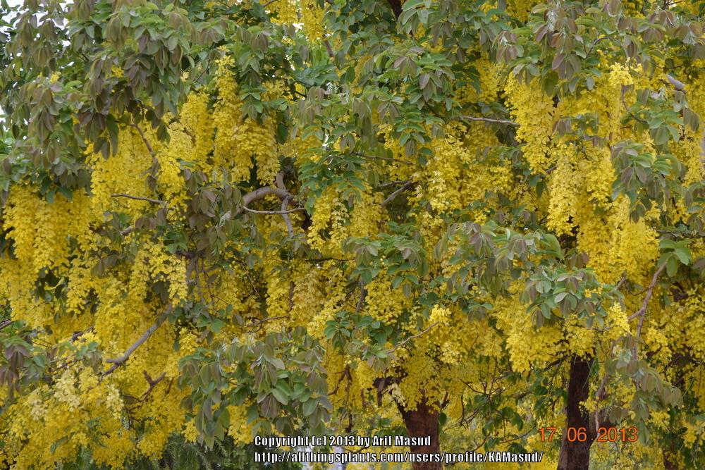 Photo of Golden Shower Tree (Cassia fistula) uploaded by KAMasud