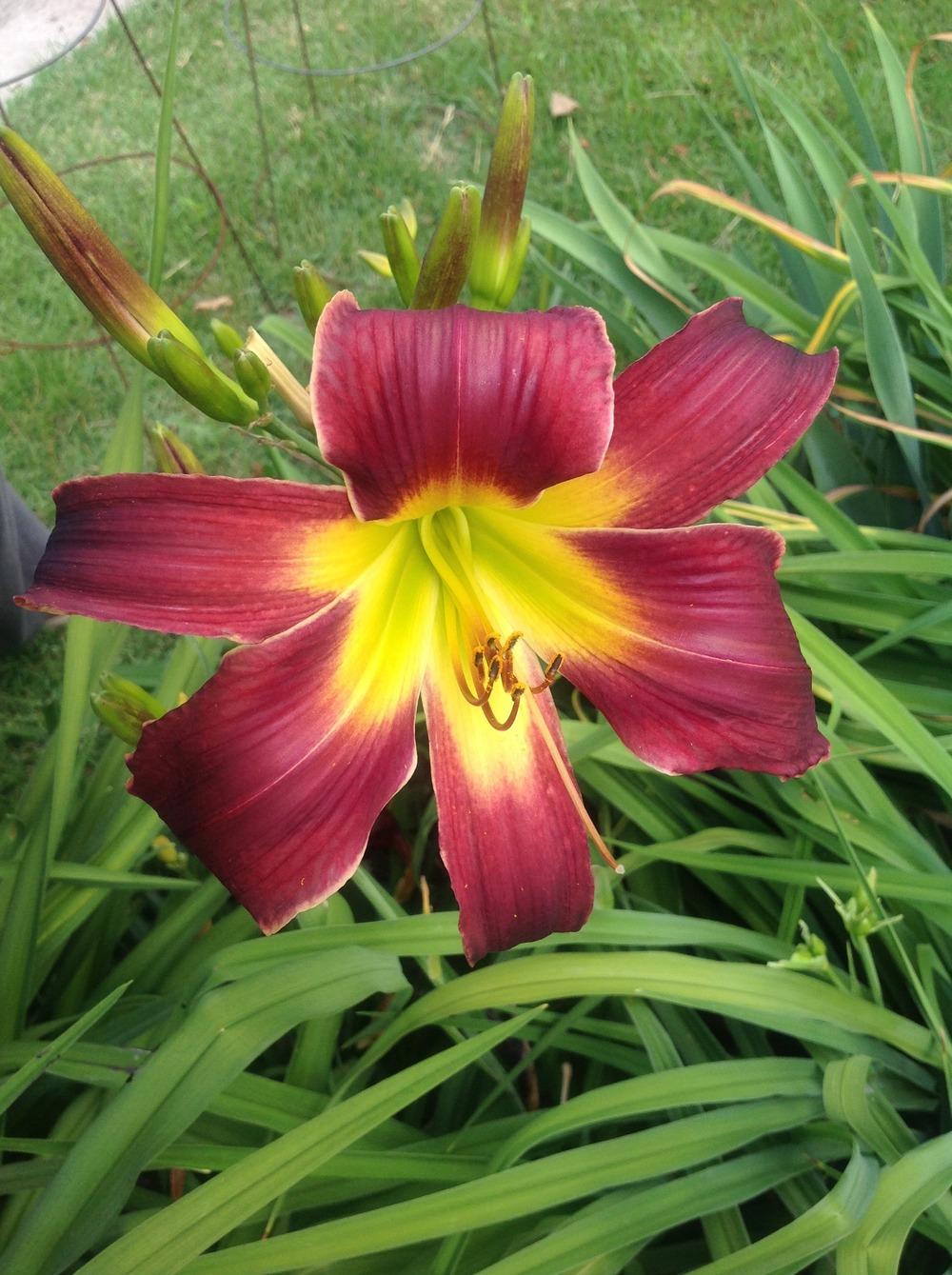 Photo of Daylily (Hemerocallis 'Topguns Look at Me') uploaded by Lilydaydreamer