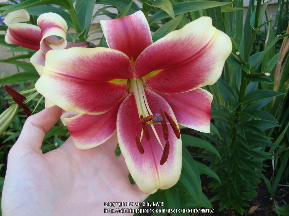 Photo of Lily (Lilium 'Invasion') uploaded by NW15