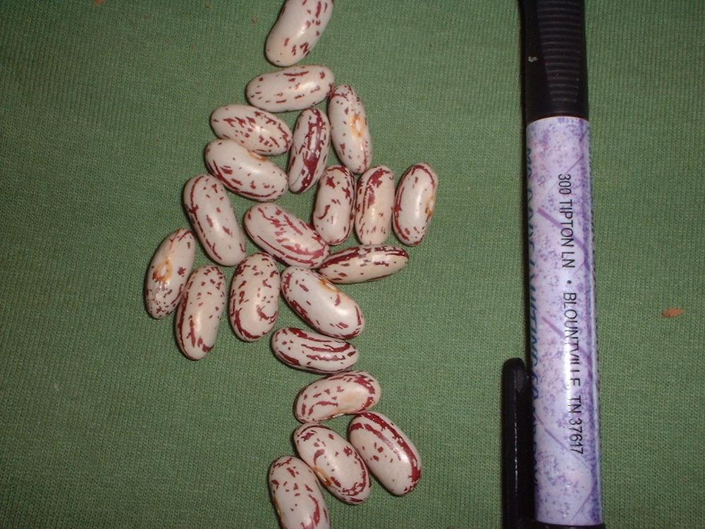 Photo of Dry Bean (Phaseolus vulgaris 'Vermont Cranberry') uploaded by dave