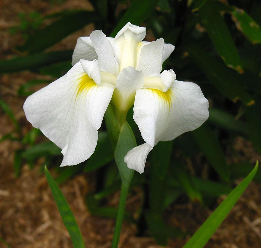 Photo of Japanese Iris (Iris ensata 'Seaways Outset') uploaded by eclayne
