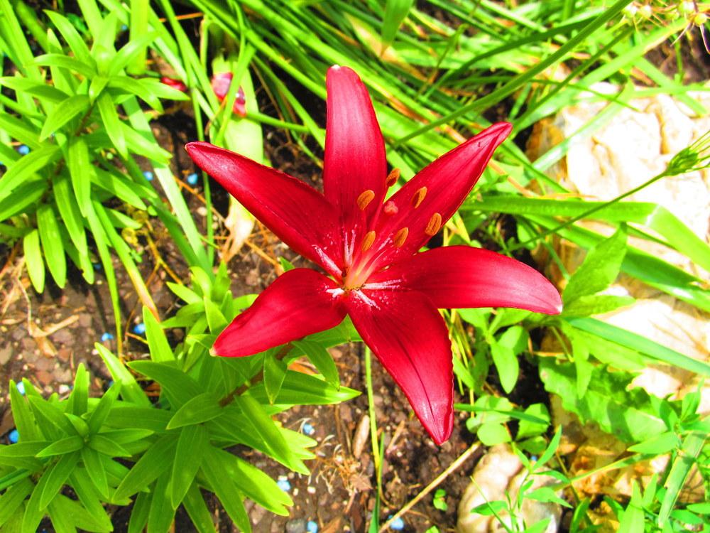 Photo of Lily (Lilium 'Tiny Puppet') uploaded by jmorth