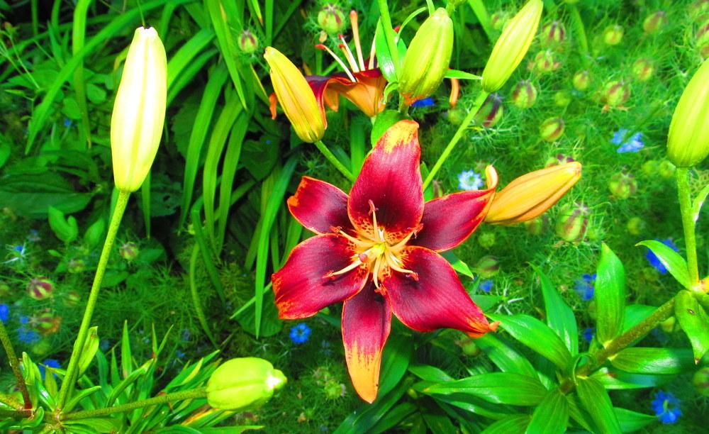 Photo of Asiatic Lily (Lilium 'Forever Susan') uploaded by jmorth