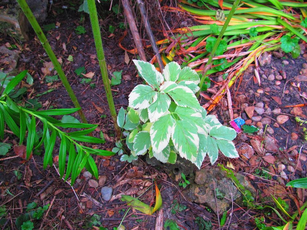 Photo of Bishop's Weed (Aegopodium podagraria 'Variegatum') uploaded by jmorth