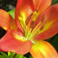 Location: Willamette Valley Oregon
Date: 2013-06-17 
Note the fuzzy \"frosted\" nectaries of this lovely lily.