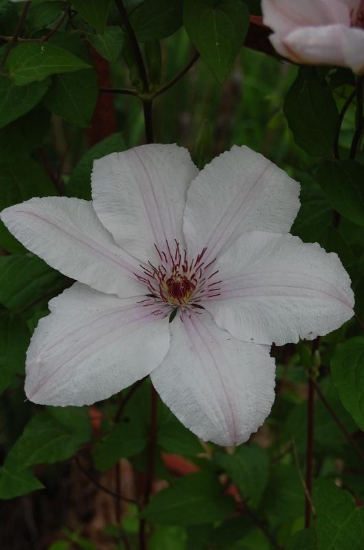 Photo of Clematis 'Jan Pawel II' uploaded by pixie62560