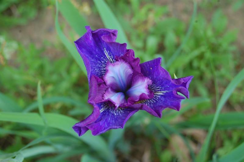 Photo of Siberian Iris (Iris 'Seneca Colorplay') uploaded by pixie62560