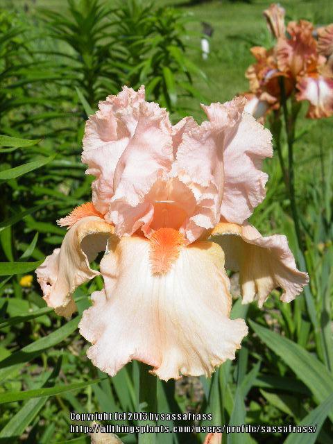 Photo of Tall Bearded Iris (Iris 'Coral Point') uploaded by sassafrass