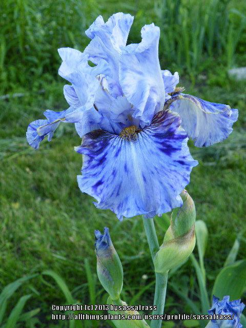 Photo of Tall Bearded Iris (Iris 'Broken Pattern') uploaded by sassafrass