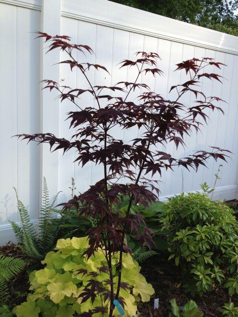 Photo of Japanese Maple (Acer palmatum 'Ruth's Red') uploaded by ssgardener