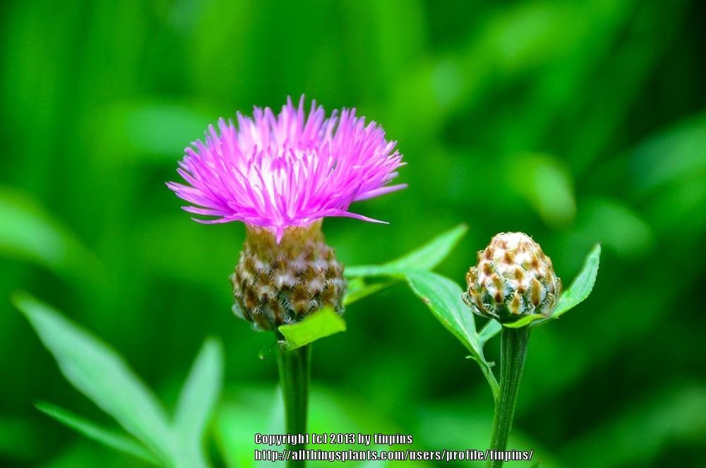 Photo of Pink Persian Cornflower (Psephellus dealbatus 'Rosea') uploaded by tinpins