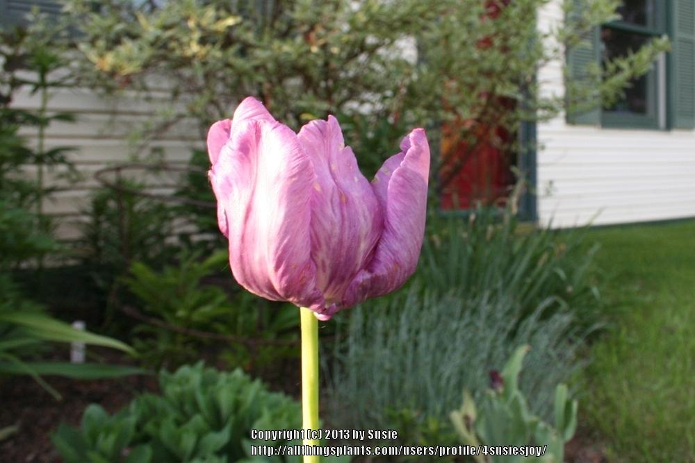 Photo of Parrot Tulip (Tulipa 'Blue Parrot') uploaded by 4susiesjoy