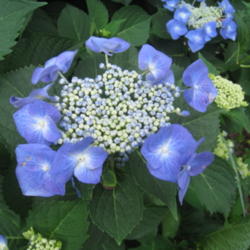 Location: Kannapolis, NC
Date: 2013-06-13
I love this hydrangea!  Beautiful lacecap blooms.