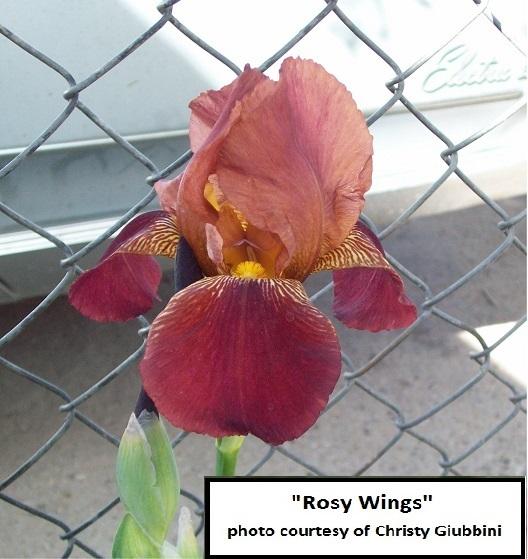 Photo of Tall Bearded Iris (Iris 'Rosy Wings') uploaded by Irisdaddy