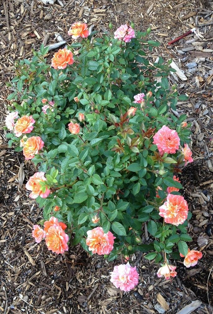 Photo of Rose (Rosa 'Pandemonium') uploaded by Skiekitty
