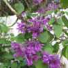 Blooms profusely during the Fall and Winter in Florida. A great n