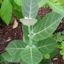Location: Sebastian, Florida
Date: 2013-06-17
Giant Milkweed has large leaves and grows in a bush form. It is a