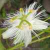 Beautiful white form of incarnata. Host plant for Gulf Fritillary